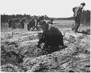 CCC_pine_seedlings_SC_1941_dbna_sized